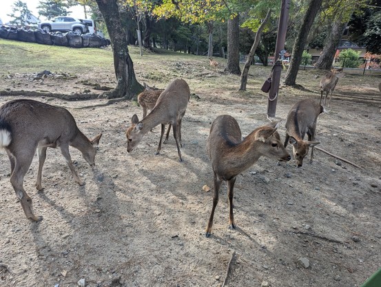 Deer at Nara Park